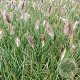 Pennisetum al. 'Cassian' GM P9