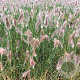 Pennisetum al. 'Cassian' GM P9