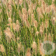 Pennisetum al. 'Gelbstiel' GM P9
