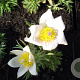 Pulsatilla v. 'Alba' GM P9