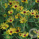 Rudbeckia subt. 'Henry Eilers' GM P9