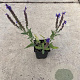 Salvia nem. 'Blauhügel' GM P9
