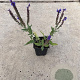 Salvia nem. 'Blauhügel' GM P9