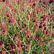 Sanguisorba o. 'Red Thunder' GM P9