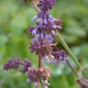 Salvia vert. 'Hannay's Blue' GM P9