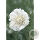 Scabiosa cauc. 'Miss Willmott' GM P9
