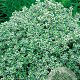 Thymus citriod. 'Silver Queen' GM P9