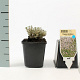 Thymus citriod. 'Silver Queen' GM P9