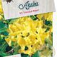 Rhododendron 'Harvest Moon' 50-60 cm 10L