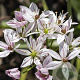 Allium Cameleon verpakt per 100