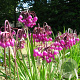 Allium cernuum verpakt per 100