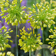 Allium chloranthum 'Yellow Fantasy' 5 cm verpakt per 100