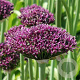 Allium Magic 8 cm verpakt per 50