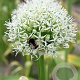 Allium 'Mount Everest' 20 cm verpakt per 25