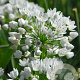 Allium neapolitanum verpakt per 100