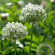 Allium nigrum 12 cm verpakt per 100