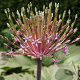 Allium schubertii 12-14 cm verpakt per 25