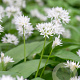 Allium ursinum verpakt per 100