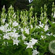 Campanula lact. 'Alba' 14 CM verpakt per 25
