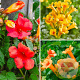 Campsis mix 12 cm verpakt per 25