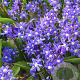 Chionodoxa sardensis 5 cm verpakt per 100