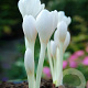 Colchicum autumnale 'Album' 13 CM verpakt per 10