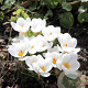 Crocus chr. Ard Schenk 5 cm verpakt per 100