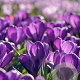 Crocus 'Flower Record' 8-9 cm verpakt per 100