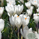 Crocus 'Jeanne D'Arc' 8-9 cm verpakt per 100