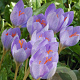 Crocus speciosus 5 cm verpakt per 100