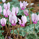 Cyclamen hederifolium verpakt per 25