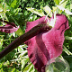 Dracunculus vulgaris 15-20 cm verpakt per 25