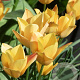 Tulipa batalinii (msc) 'Bronze Charm' 5-6 cm verpakt per 100