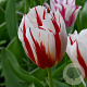 Tulipa (trh) 'Happy Generation' 12 cm verpakt per 100