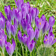 Crocus tommasinianus 'Barr's Purple' 5 cm verpakt per 100