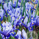 Iris reticulata 'Alida' 5-6 cm verpakt per 100