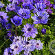 Anemone coronaria 'Lord Lieutenant' 5-6 cm verpakt per 100