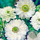 Anemone coronaria 'Mount Everest' 5-6 cm verpakt per 100
