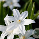 Chionodoxa luciliae 'Alba' verpakt per 100