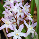 Chionodoxa forbesii 'Pink Giant' 5-6 cm verpakt per 100