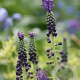 Muscari comosum verpakt per 100