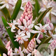 Scilla bifolia 'Rosea' verpakt per 100