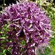 Allium 'Violet Beauty' 12 cm verpakt per 100