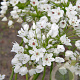 Allium cowanii 5 cm verpakt per 100