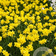 Narcissus (j&a) 'Sabrosa' 8 cm verpakt per 100