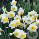 Narcissus (trt) 'Orange Sunset' 12-14 cm verpakt per 100