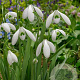 Galanthus elwesii (imp) 'Mount Everest' verpakt per 100