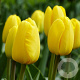 Tulipa (dar) 'Novi Sun' 11-12 cm verpakt per 100