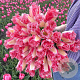 Tulipa (fri) 'Sweet Simone' 11-12 cm verpakt per 100