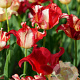 Tulipa (crt) 'Striped Crown' 11-12 cm verpakt per 100